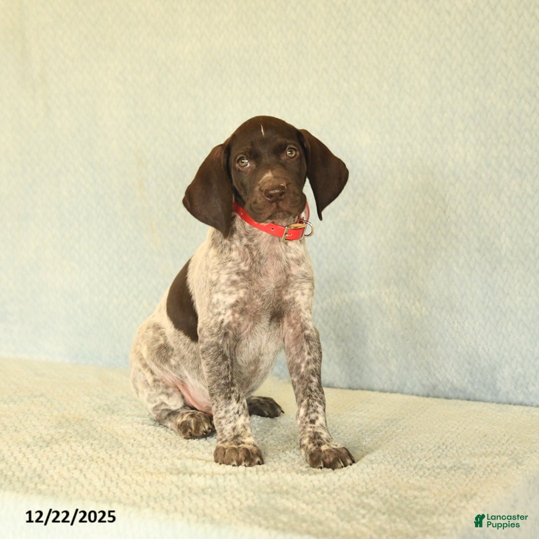 German Shorthaired Pointer dogs for sale: Tucker - Ad 1