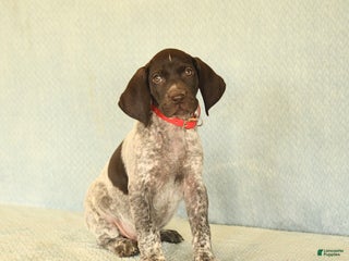 German Shorthaired Pointer dogs Tucker - Ad 6