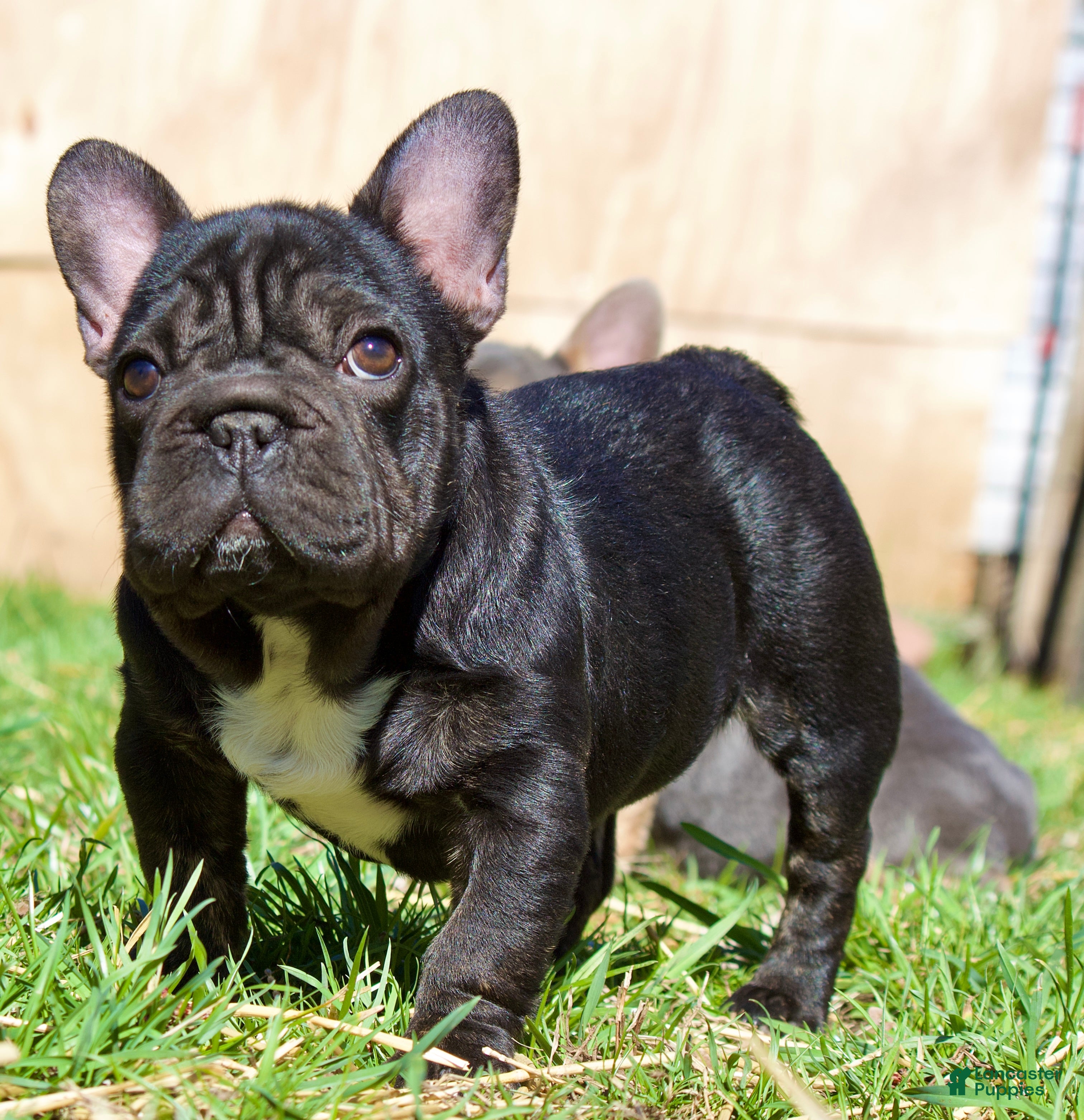French Bulldog dogs  Puppy 4 - Ad 1