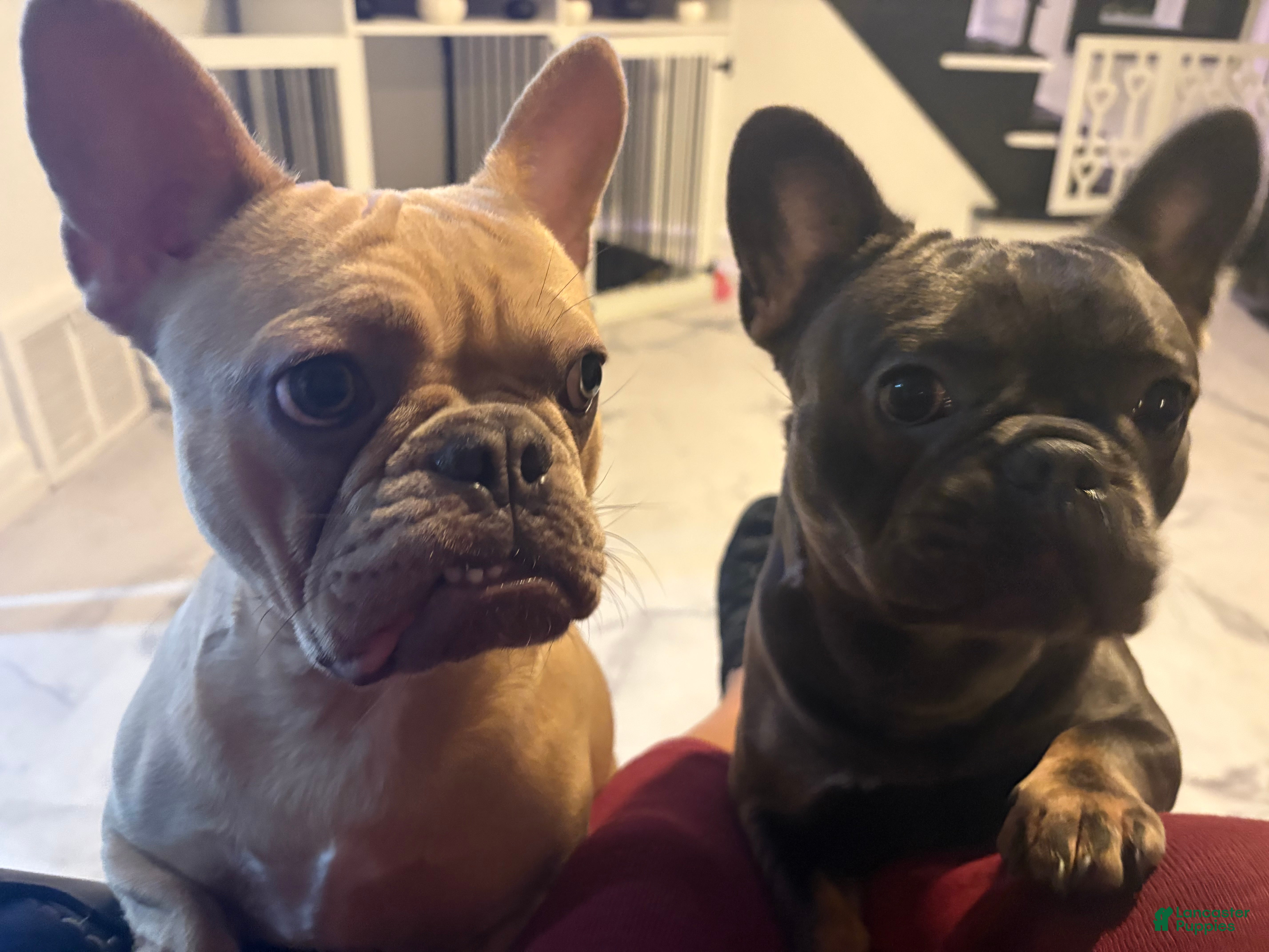 French Bulldog dogs Mrs Mercado  - Ad 9