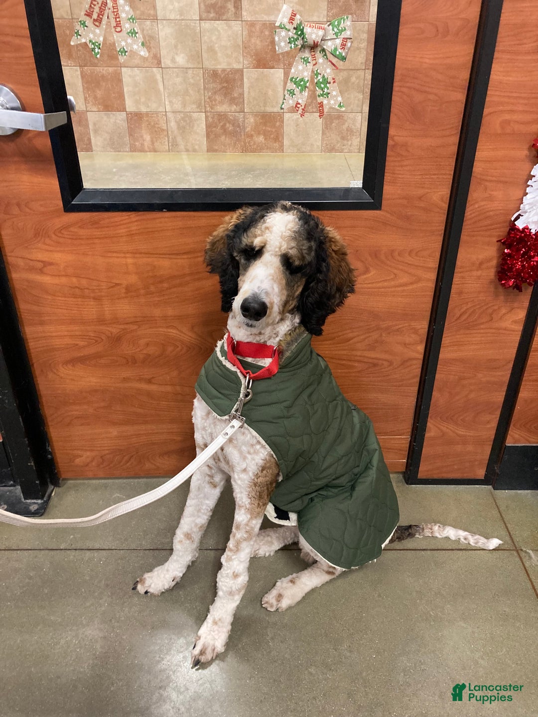 Standard Poodle dogs for sale: Flash - Ad 2