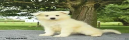 Samoyed dogs for sale: Serenity  - Ad 3
