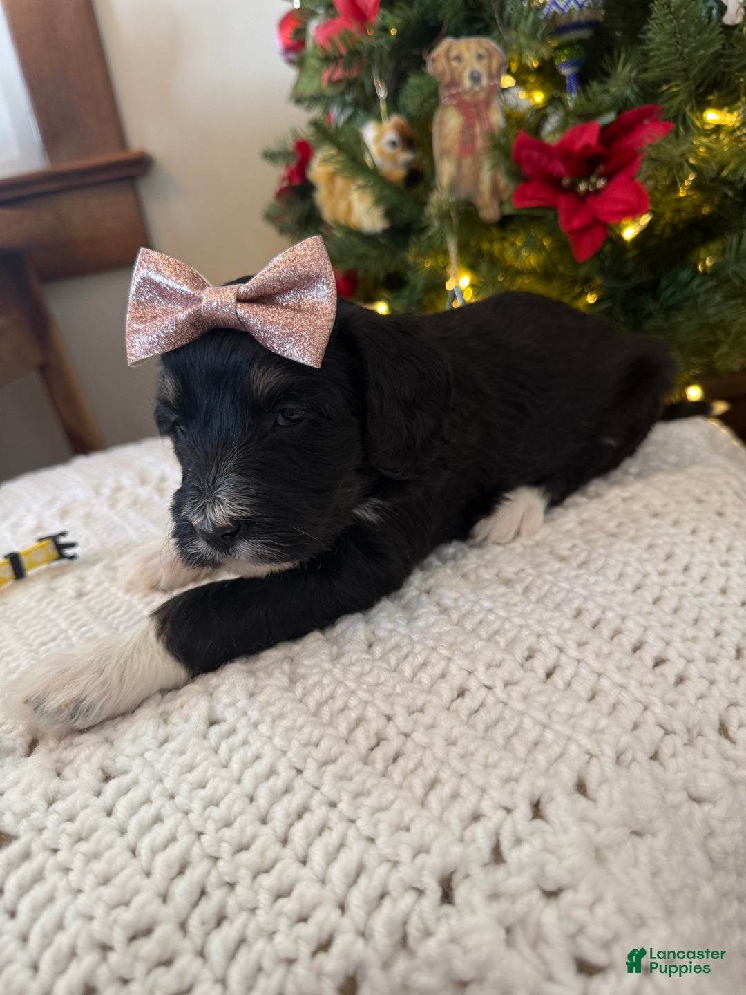 Mixed Breed dogs for sale: Frannie - Ad 2