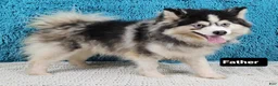 Pomsky dogs for sale: Paisley  - Ad 5