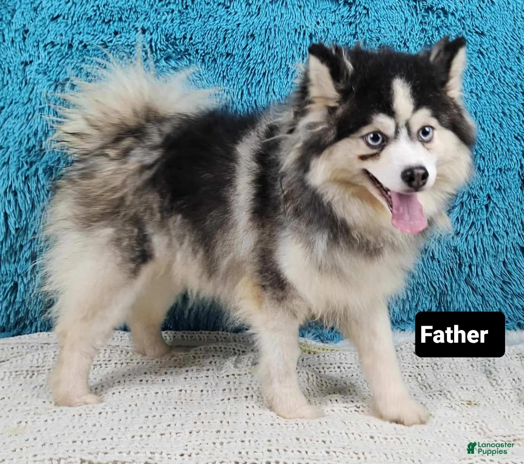 Pomsky dogs for sale: Paisley  - Ad 5