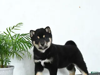 Shiba Inu dogs for sale: Bouncer - Ad 2