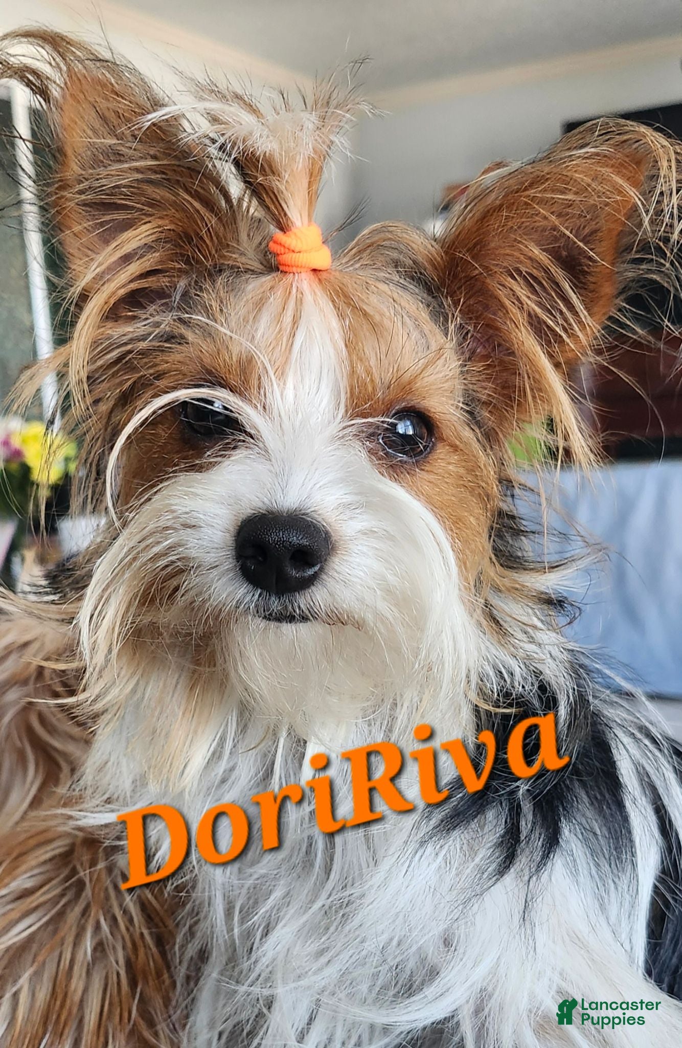 Yorkshire Terrier dogs Yorkshire Terrier 2 - Ad 2