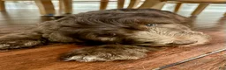 Double Doodle dogs for sale: Amy - Ad 2