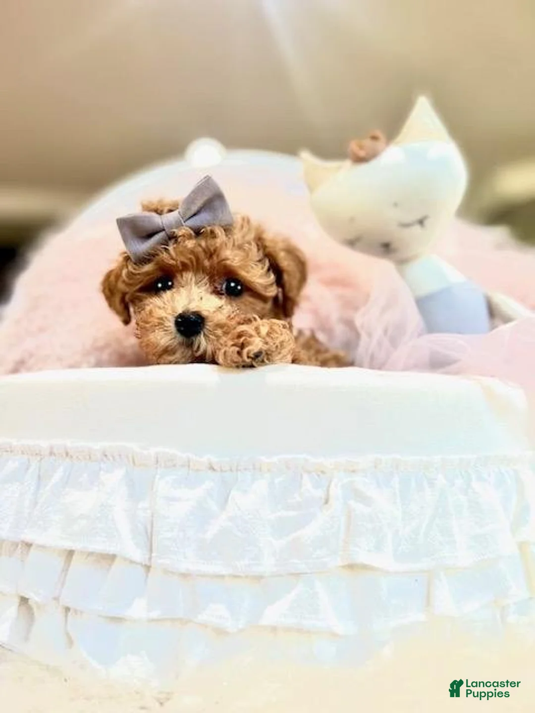 Goldendoodle dogs for sale: Goldendoodle Puppy 1 - Ad 1