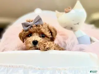 Goldendoodle dogs Goldendoodle Puppy 1 - Ad 10