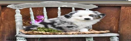 Australian Shepherd dogs for sale: Alex - Ad 3
