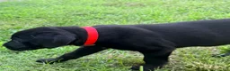 Cane Corso dogs for sale: Cain AKC red collar - Ad 6