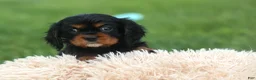 Cavalier King Charles Spaniel dogs for sale: Kona 💛🐾 - Ad 2