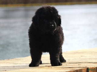 Newfoundland dogs Theo - Ad 42