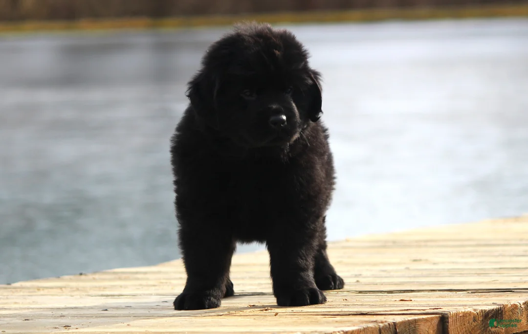 Newfoundland dogs for sale: Theo - Ad 20
