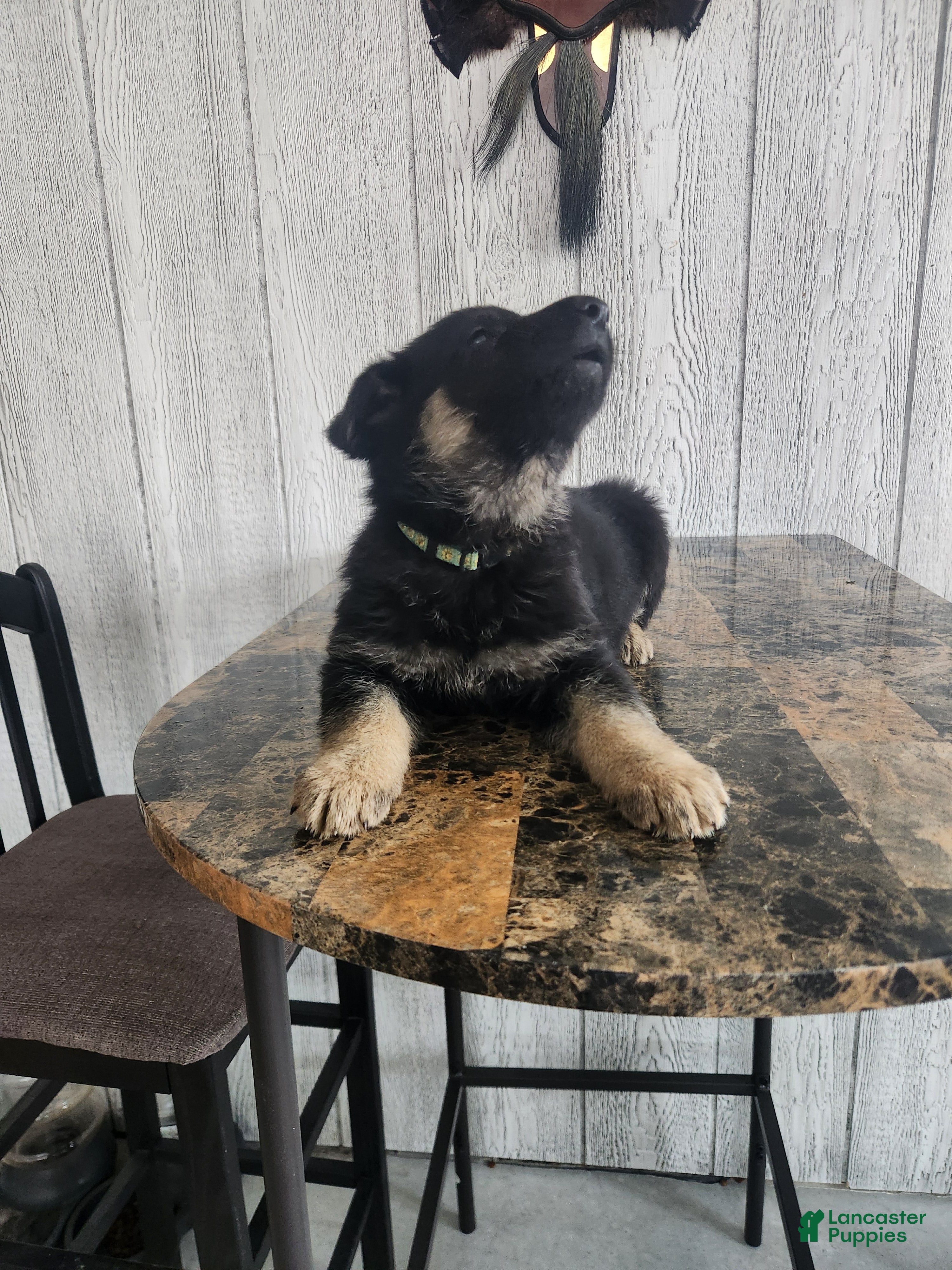 German Shepherd dogs Cocoa - Ad 2