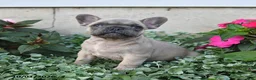 French Bulldog dogs for sale: Foster - Ad 4