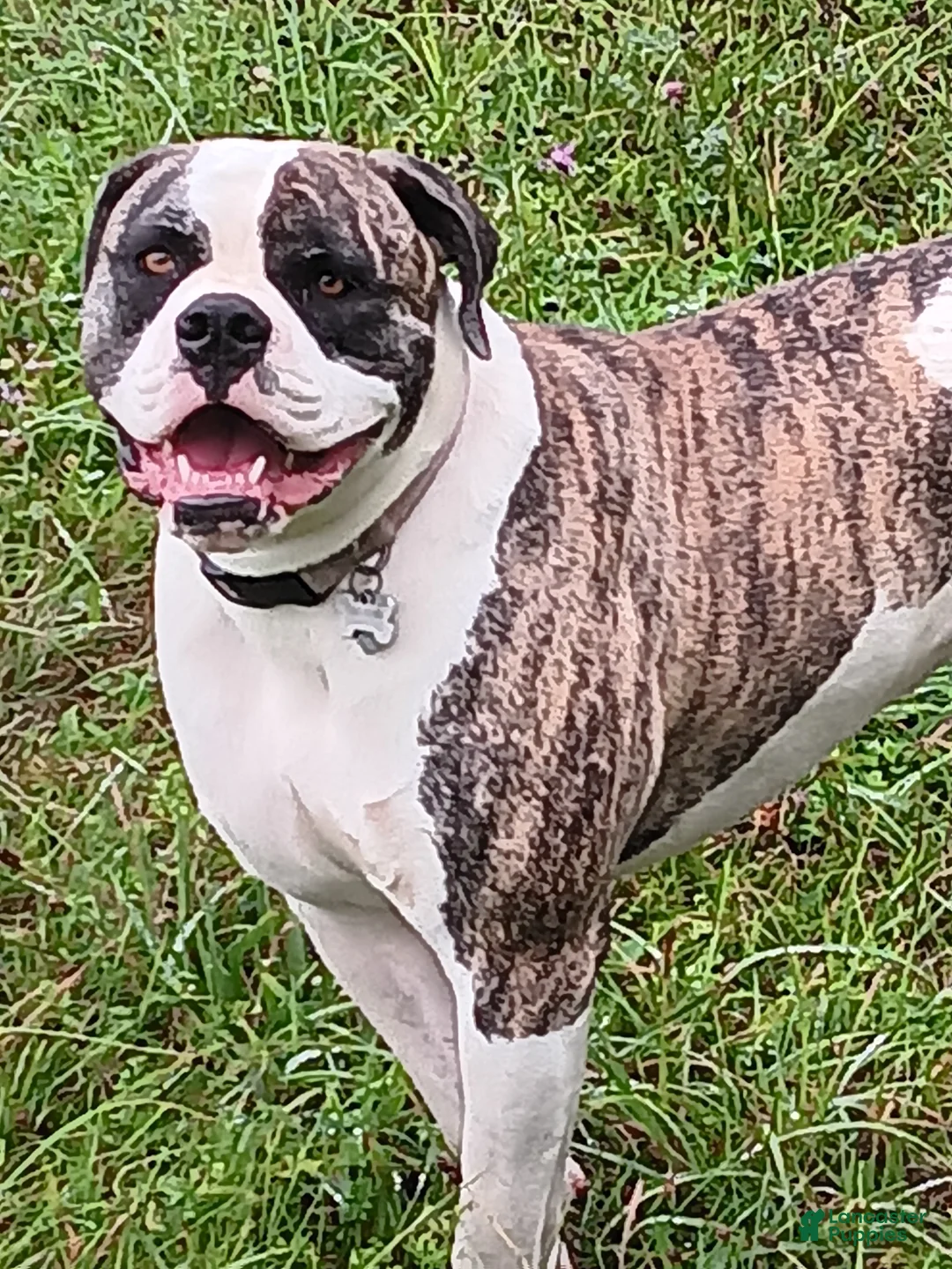 American Bulldog dogs for sale: American Bulldog Puppy 1 - Ad 2