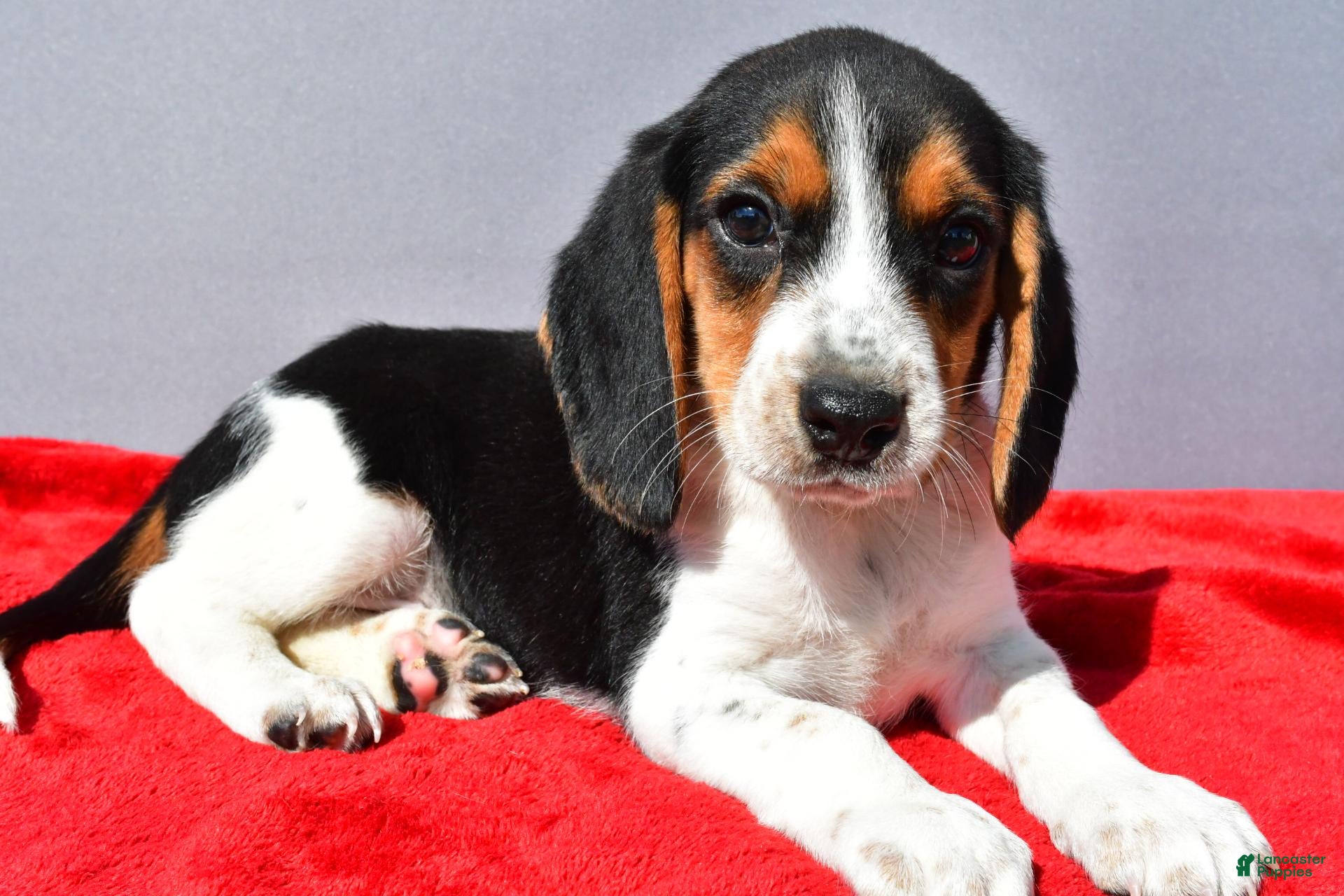 Beagle dogs Domino - Ad 2