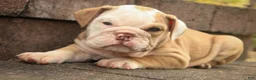 English Bulldog dogs for sale: Tammy English Bulldog  - Ad 5