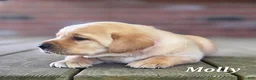Labrador Retriever dogs for sale: Molly - Ad 3