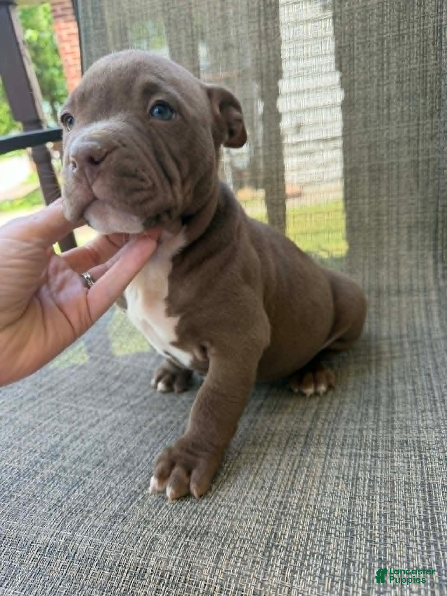 American Bully dogs Floki - Ad 1