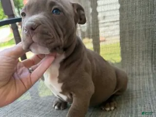 American Bully dogs for sale: Floki - Ad 2