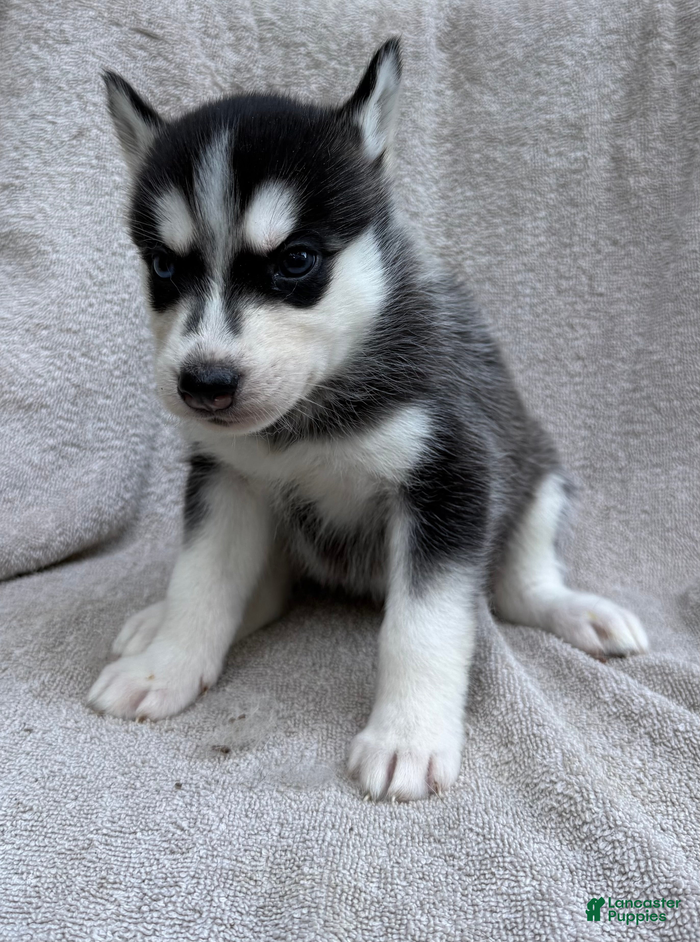 Siberian Husky dogs Bella - Ad 1