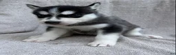 Siberian Husky dogs for sale: Bella - Ad 1