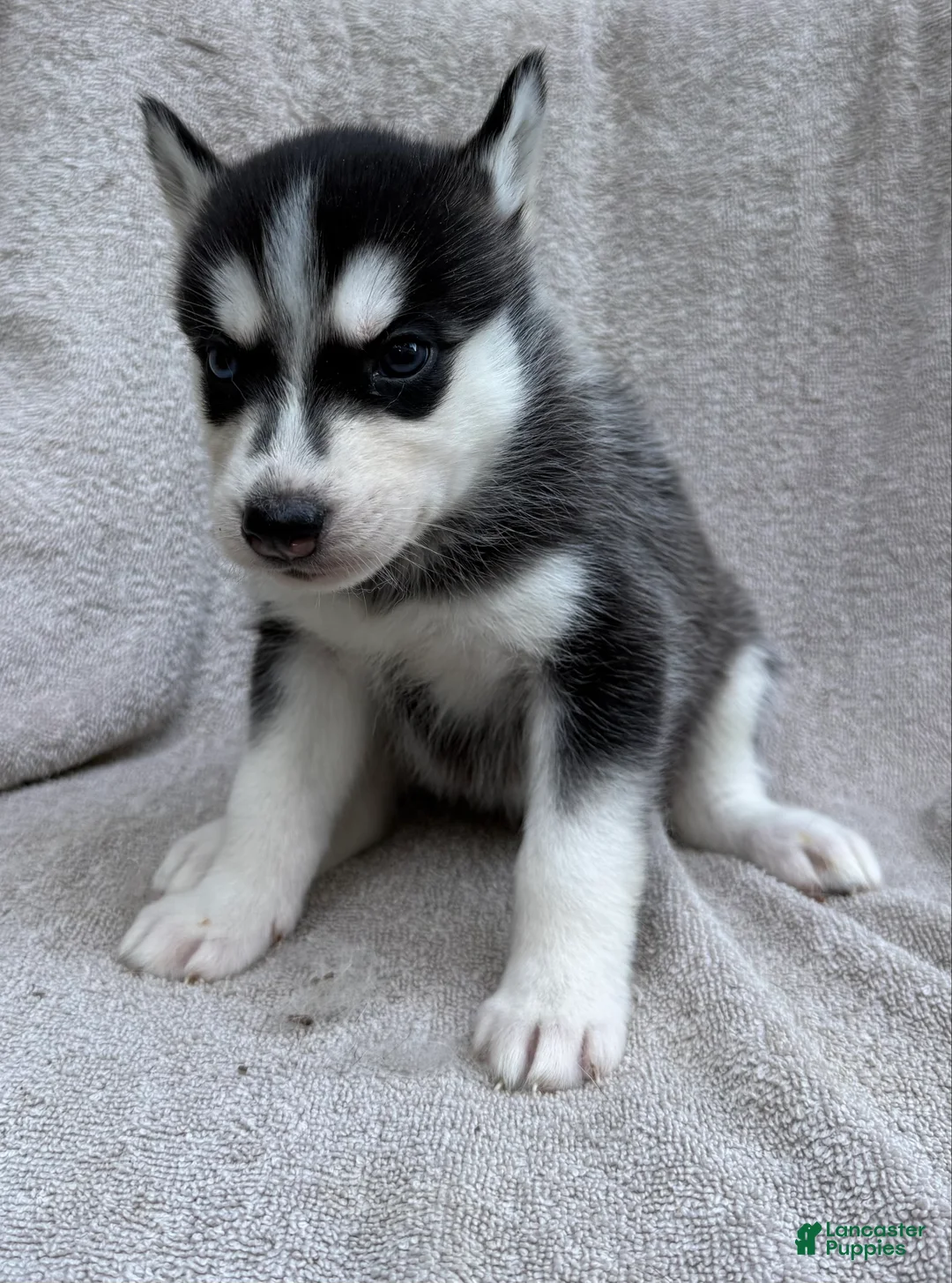 Siberian Husky dogs for sale: Bella - Ad 1