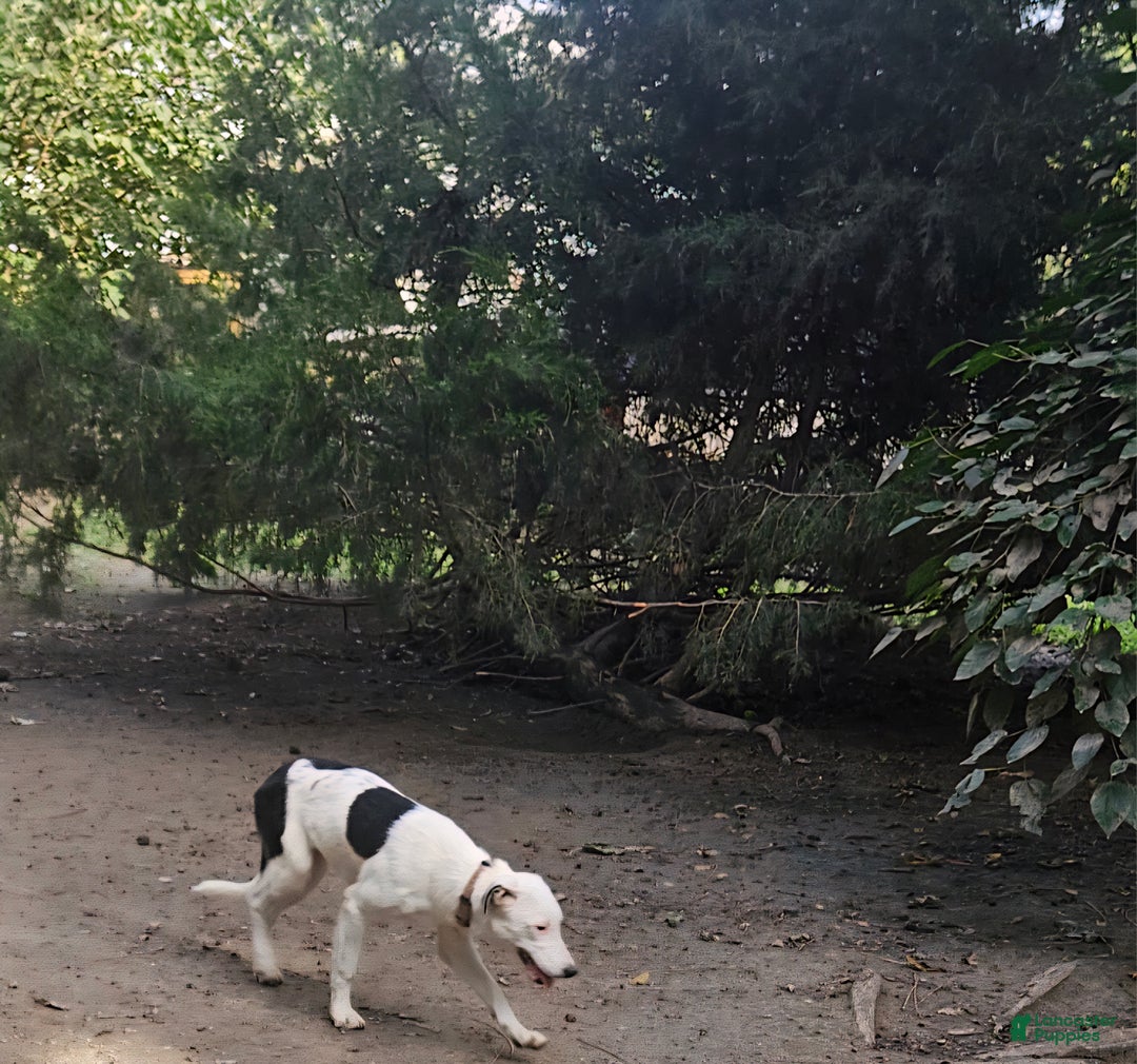 Border Collie dogs for sale: Dreami (Runt) - Ad 3