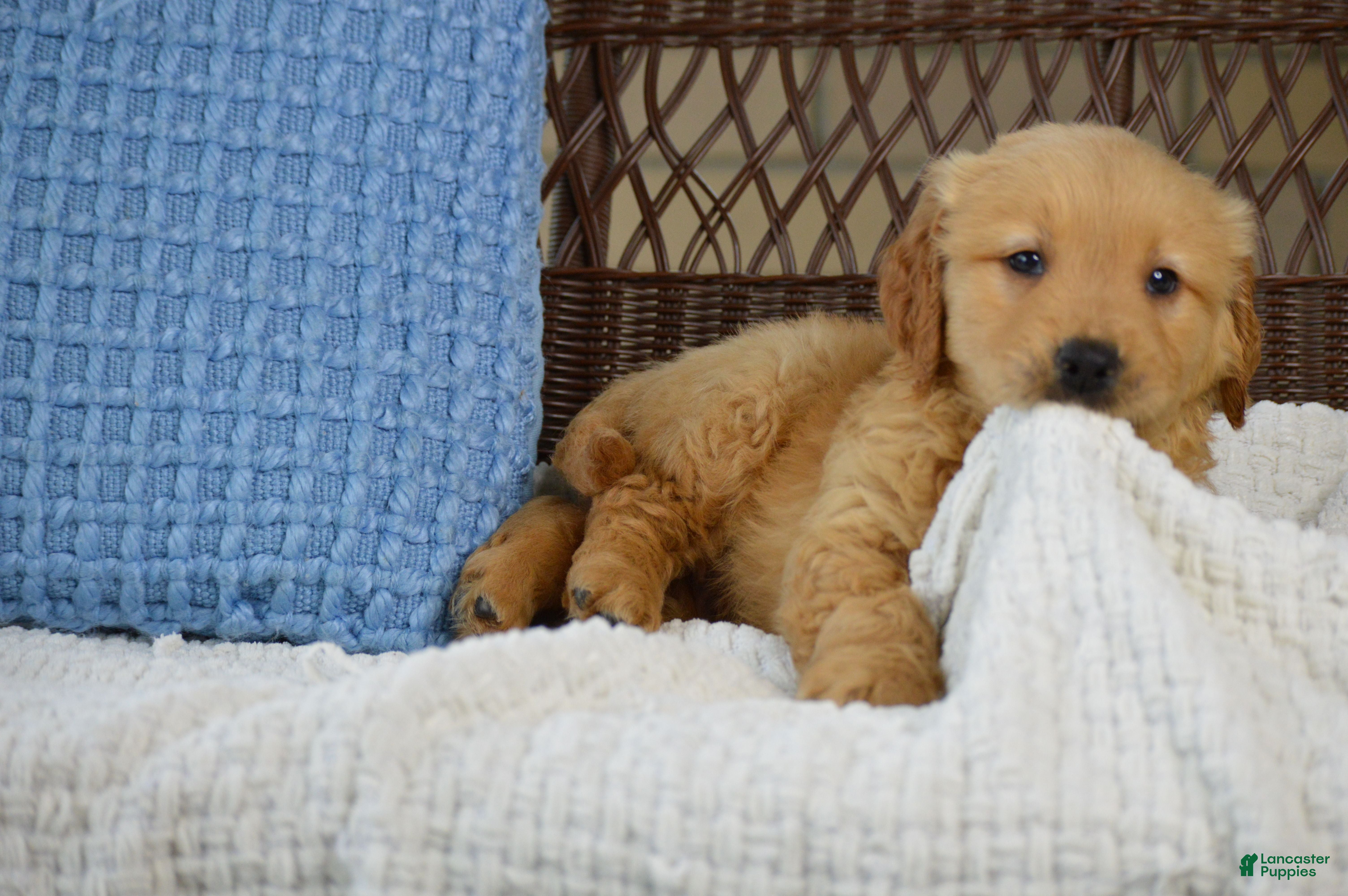 Golden Retriever dogs Hunter - Ad 2