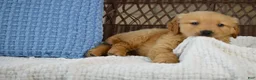 Golden Retriever dogs for sale: Hunter - Ad 2
