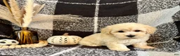 Schnoodle dogs for sale: Leo - Ad 4