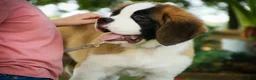 Saint Bernard dogs for sale: William Saint Bernard  - Ad 3