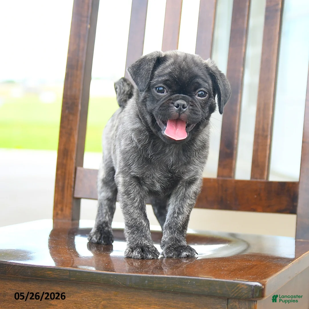 Pug dogs for sale: Farlo - Ad 5