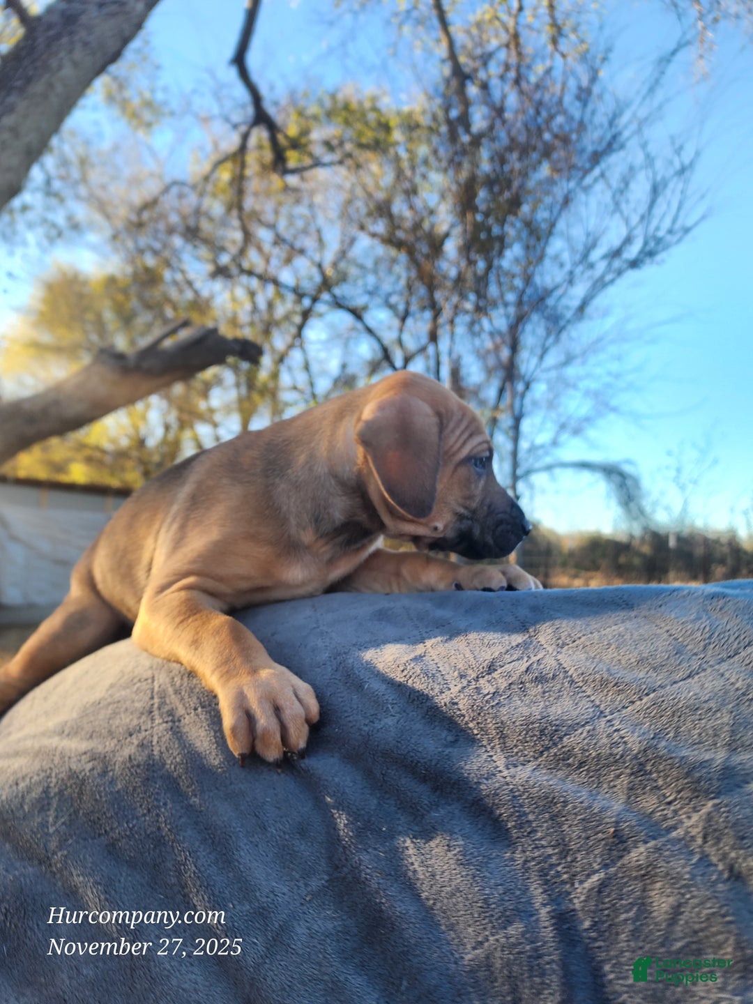 Catahoula Leopard Dog dogs for sale: Tala 2025 Female 2 - Ad 4