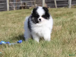 Pomeranian dogs for sale: Dax - Ad 4