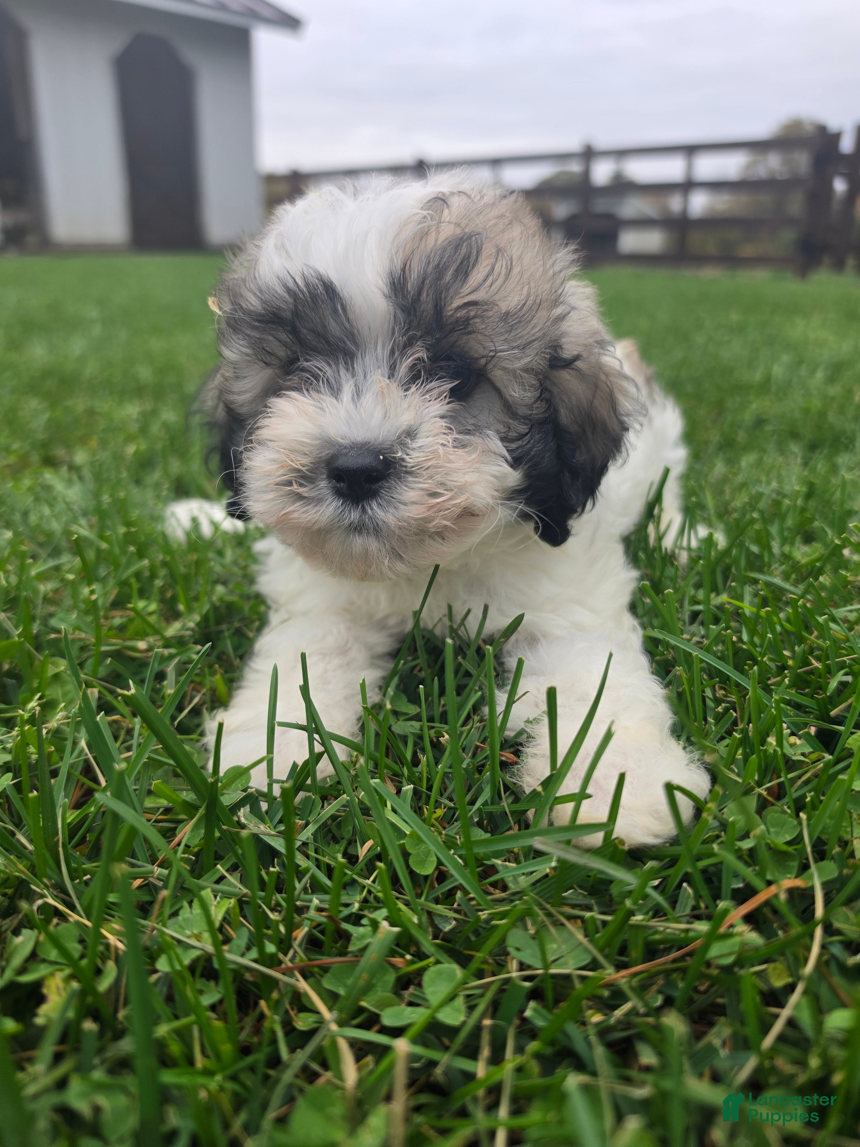 Havapoo dogs for sale: Havapoo Female 3 - Ad 1