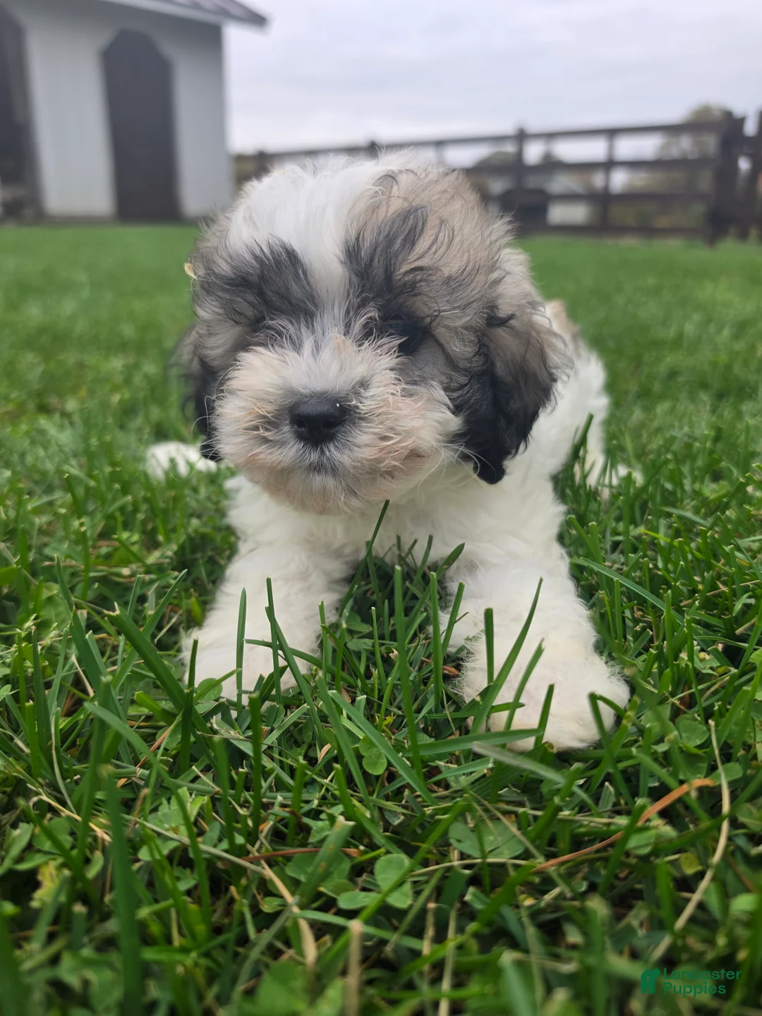 Havapoo dogs for sale: Havapoo Female 3 - Ad 1