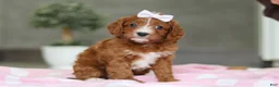 Cavapoo dogs for sale: Roxy  - Ad 2