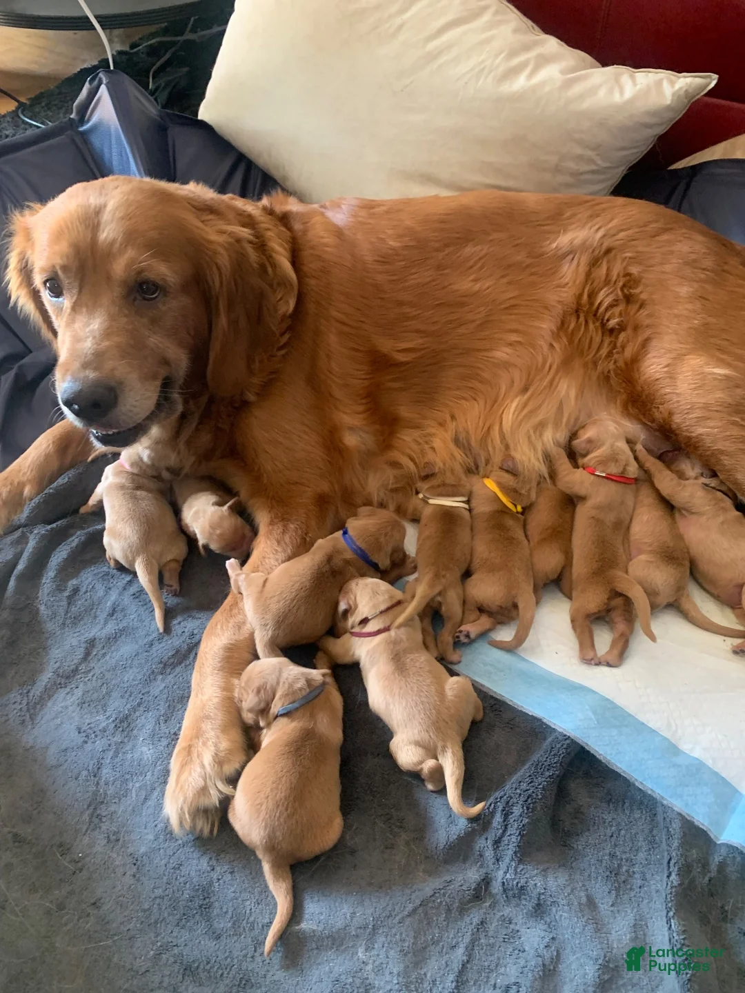 Golden Retriever dogs for sale: Pink CKC/DNA HLTH Tested - Ad 2