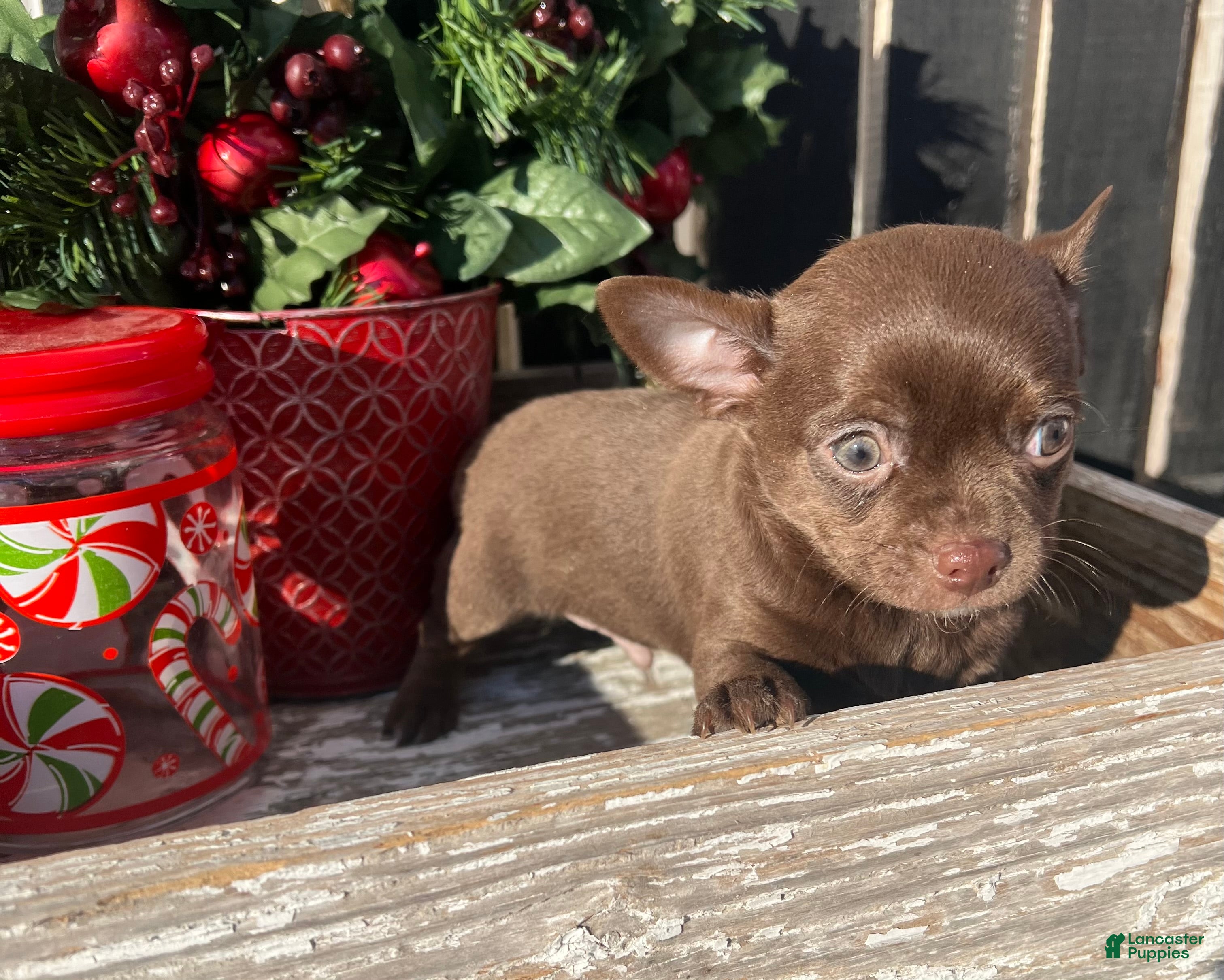 Chihuahua dogs Hersey - Ad 10