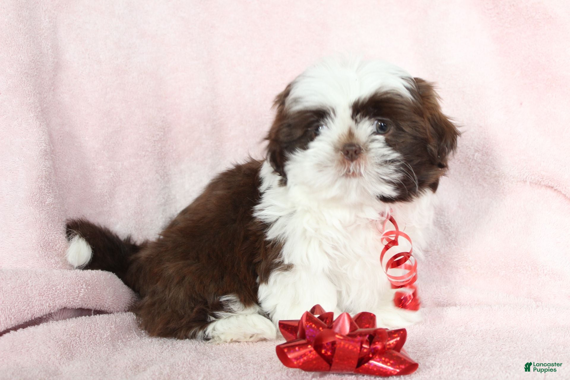 Shih Tzu dogs Aspen - Ad 38