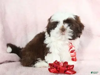 Shih Tzu dogs Aspen - Ad 38