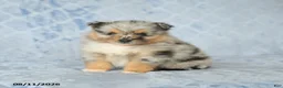 Pomeranian dogs for sale: Duncan - Ad 3