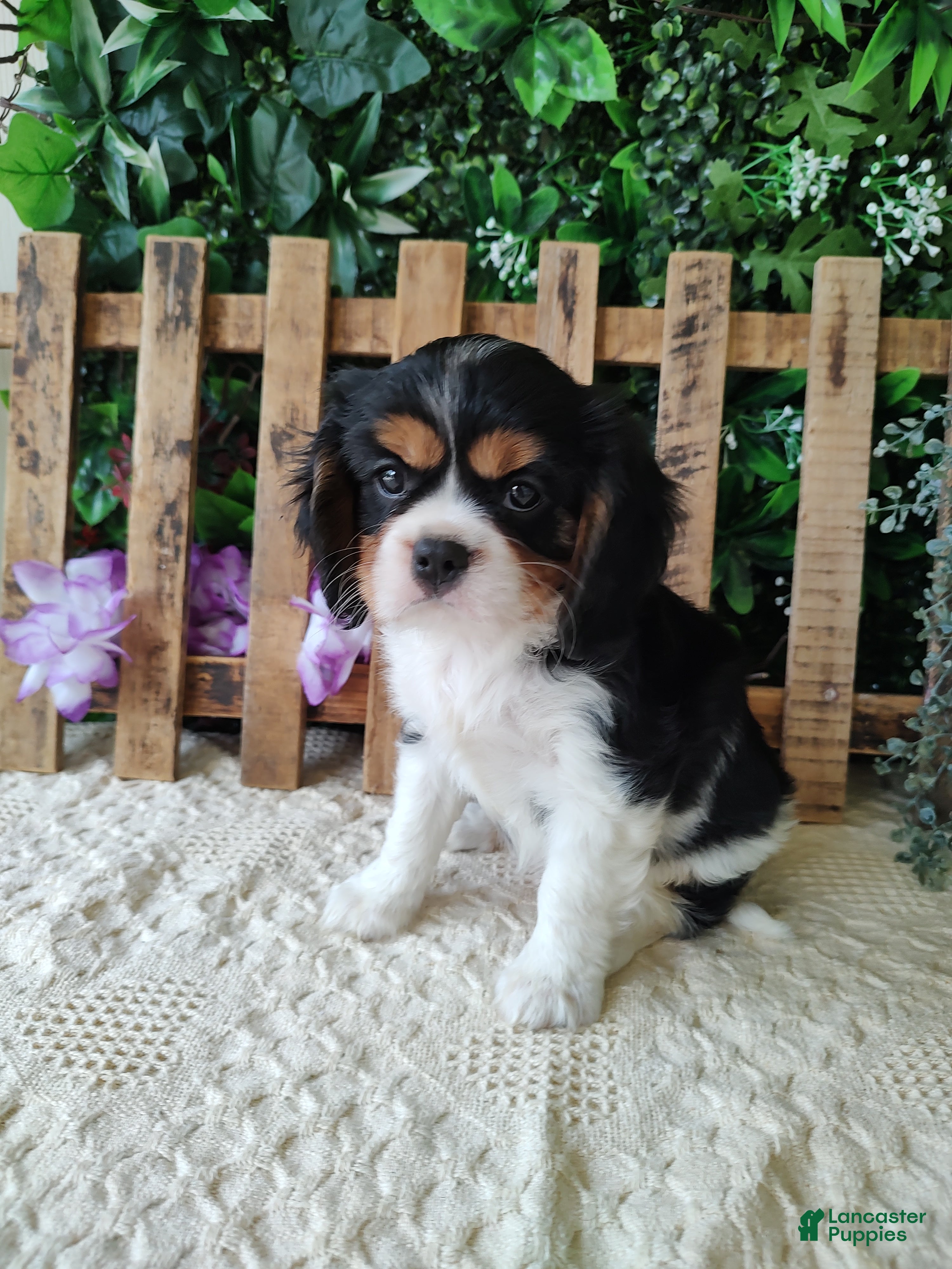 Cavalier King Charles Spaniel dogs Sasha - Ad 2