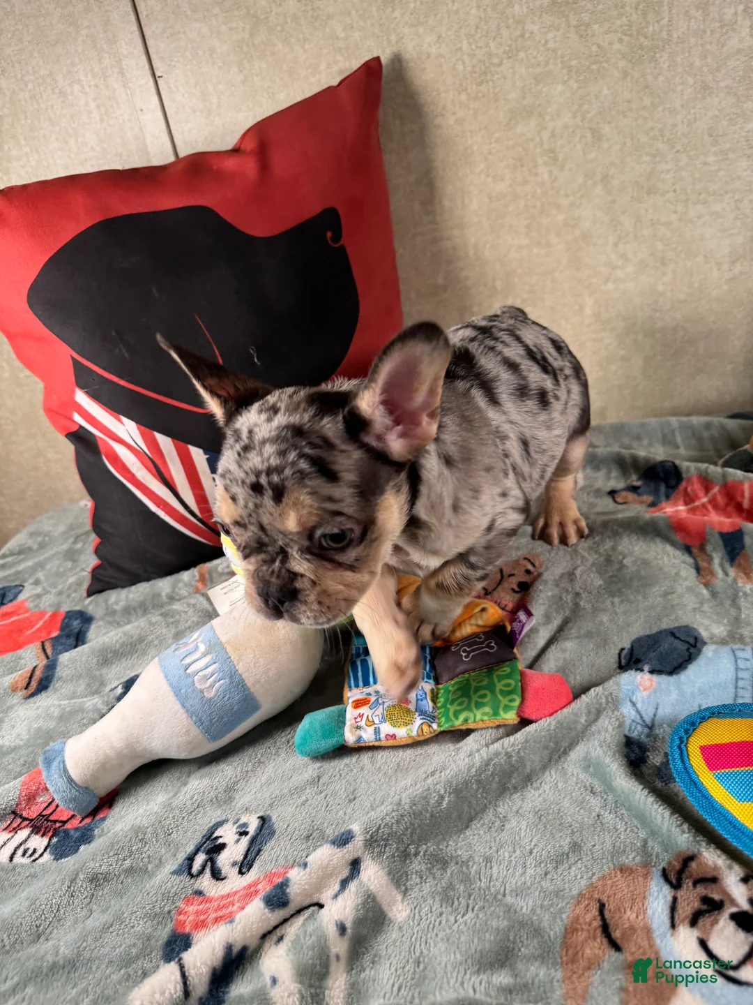 French Bulldog dogs for sale: French Bulldog Puppy 2 - Ad 2
