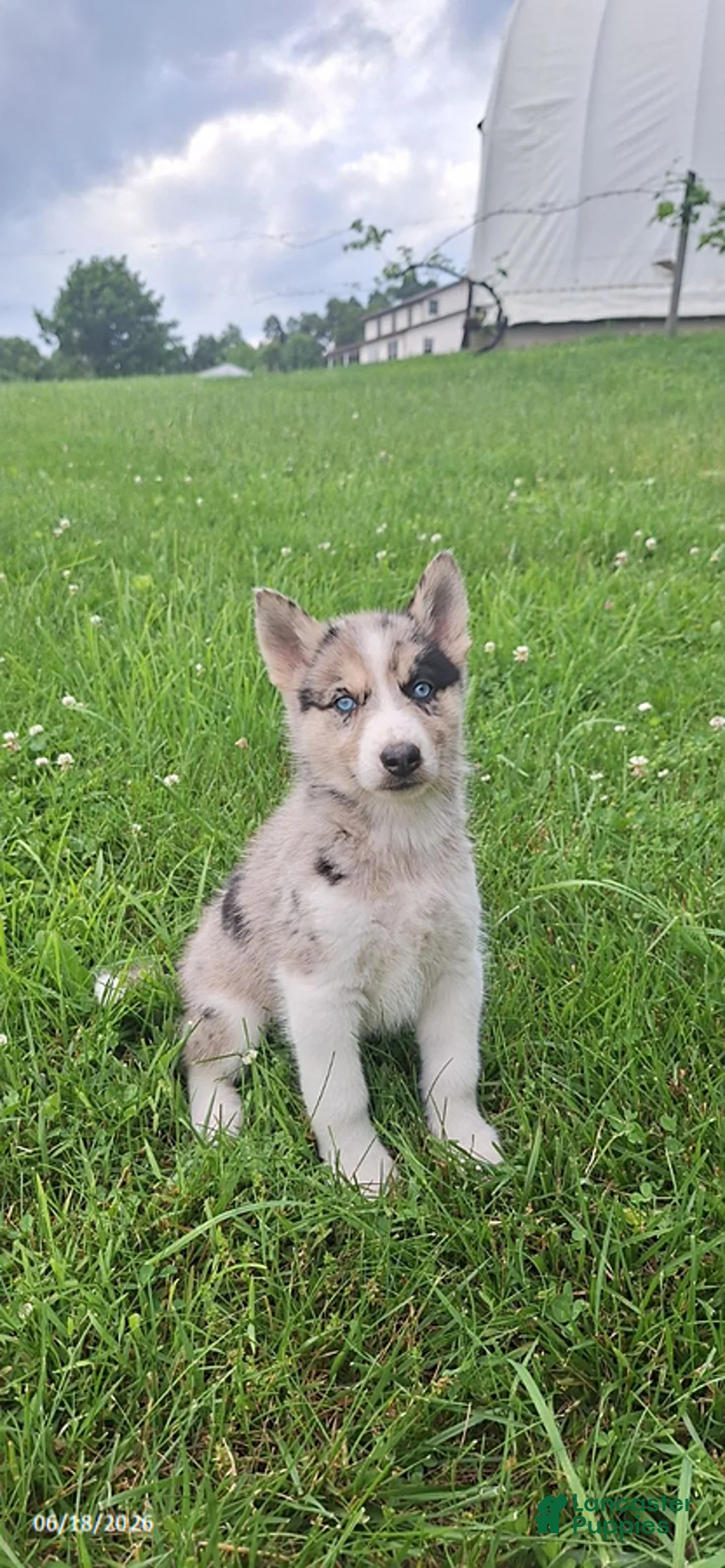 Mixed Breed dogs for sale: Princess - Ad 3