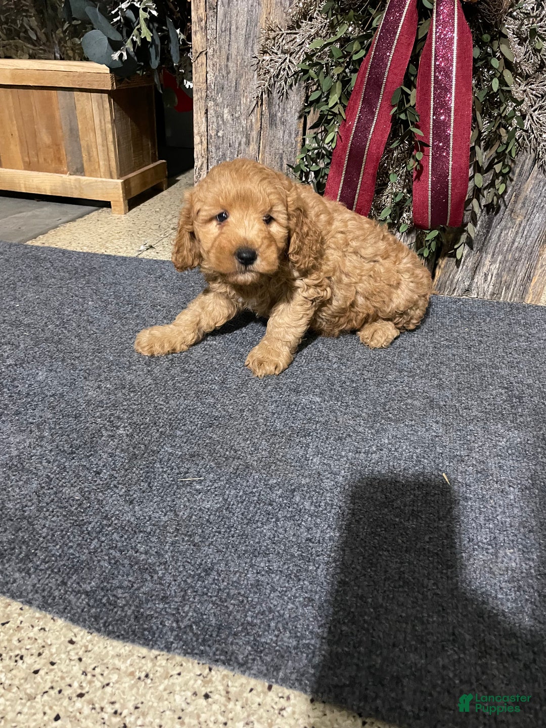 Mini Goldendoodle dogs for sale: Luna - Ad 5